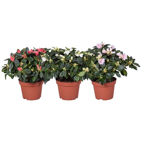 Azalea Spring Mix