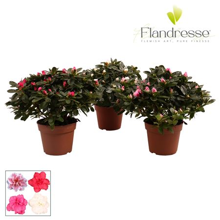 Azalea Flandresse Mix