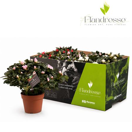 Azalea Flandresse Mix 3x2