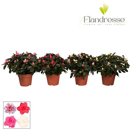 Azalea Flandresse Mix