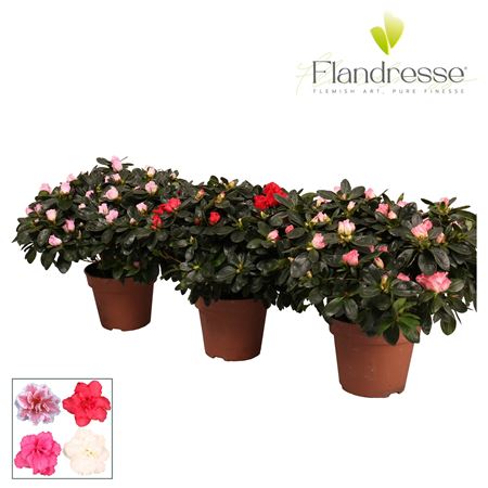 Azalea Flandresse Mix