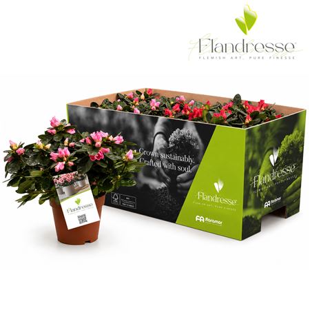 Azalea Flandresse Exotic Fire