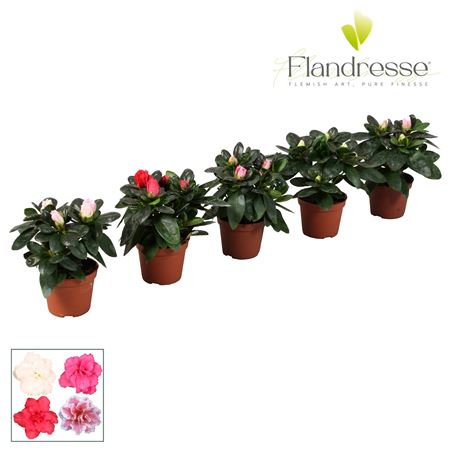 Azalea Flandresse Mix Baby