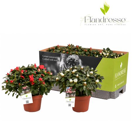 Azalea Flandresse Mix Tray Red & White