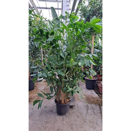 Caryota Bush
