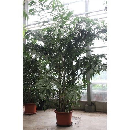 Caryota Mitis