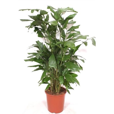 Caryota Mitis