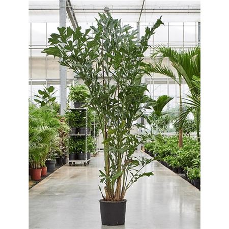 Caryota Mitis