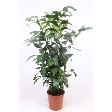 Caryota Mitis
