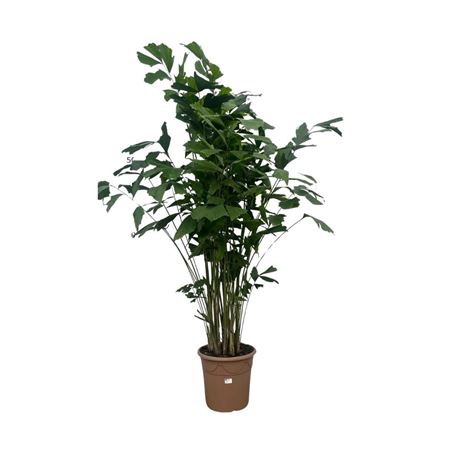 Caryota Mitis