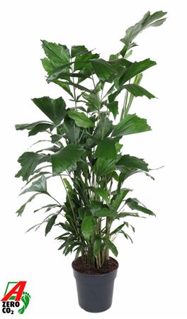 Caryota Mitis
