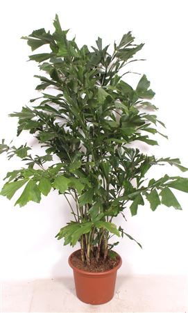 Caryota Mitis