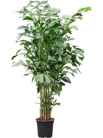 Caryota Mitis
