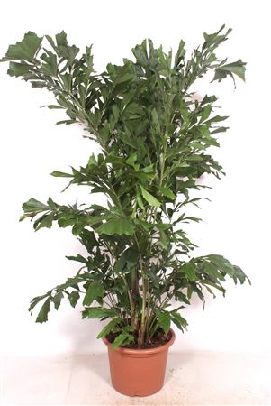 Caryota Mitis