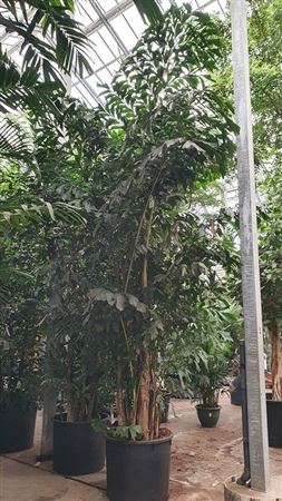 Caryota Mitis