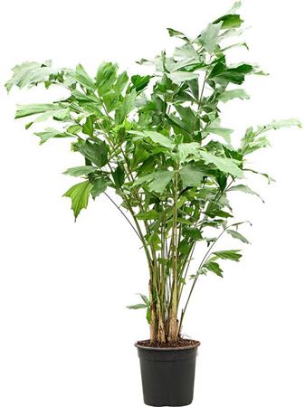 Caryota Mitis