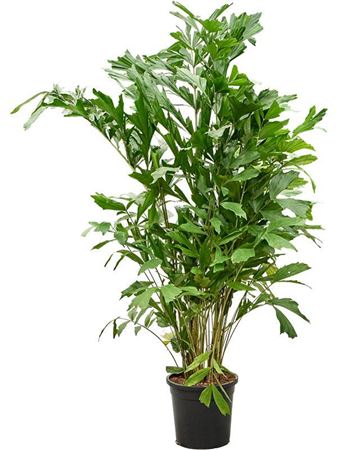 Caryota Mitis