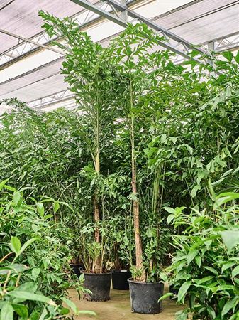 Caryota Mitis