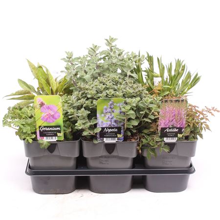 Plant Mix Perennials