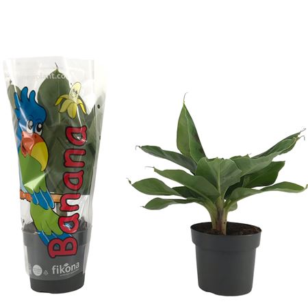 Musa Tropicana Sleeve