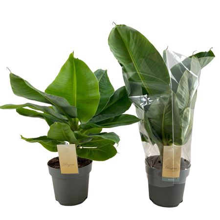 Musa Tropicana Blanco Sleeve