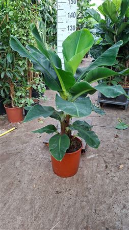 Musa Tropicana Xl