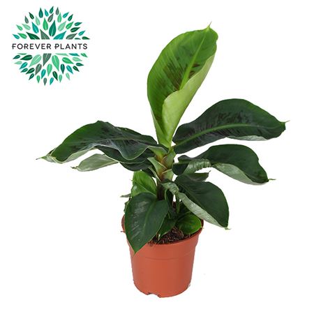 Musa Dwarf Cavendish