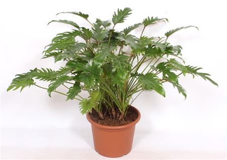 Philodendron Xanadu.