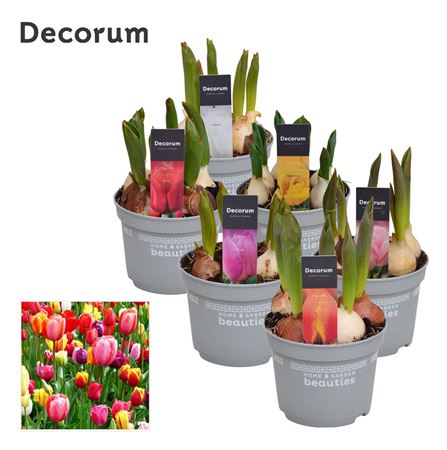 Tulipa Mix (decorum)