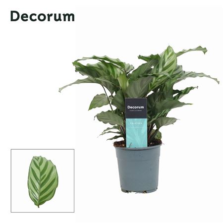 Calathea Freddie (decorum)