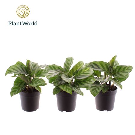 Calathea Freddie (decorum)