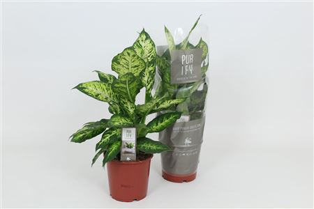 Dieffenbachia Sublime