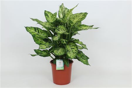 Dieffenbachia Sublime