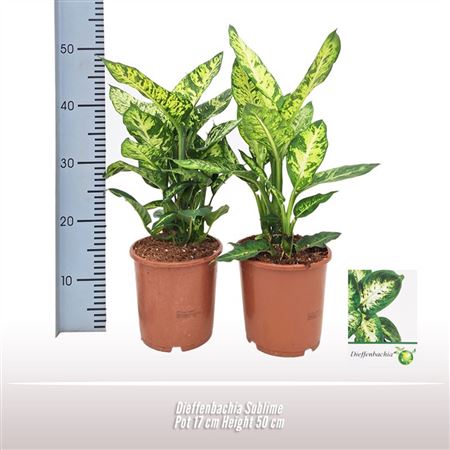Dieffenbachia Sublime