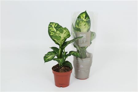 Dieffenbachia Sublime