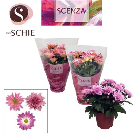 Chrys Pink Mix (scenza)