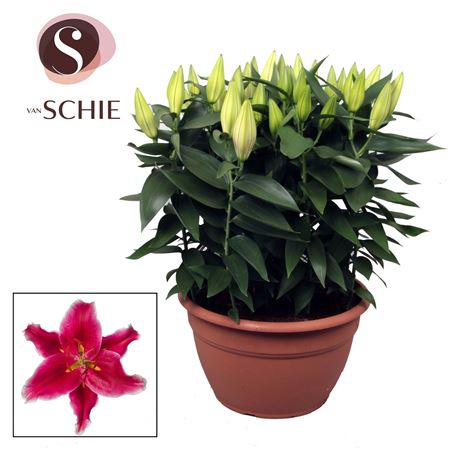 Lilium Or Pink Xl 15pp