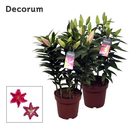 Lilium Or Pink 5pp (decorum)