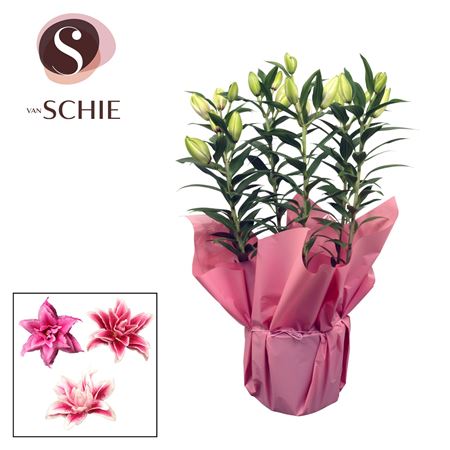Lilium Or Roselily Pink 5pp Rondella