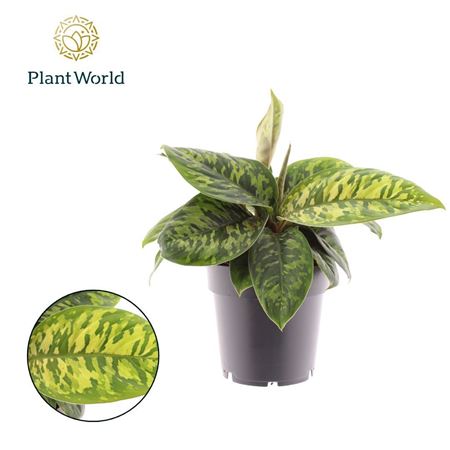 Homalomena Camouflage