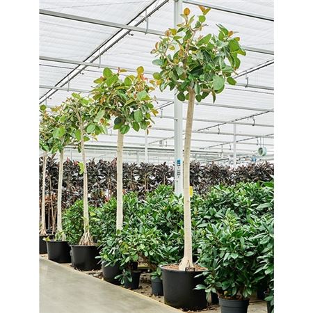 Ficus Benghalensis On Stem