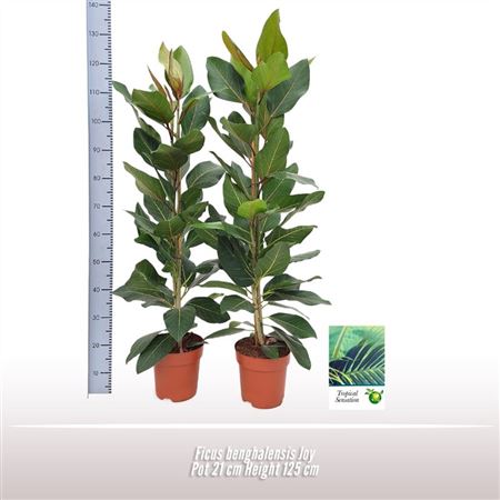 Ficus Ben Joy