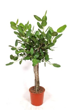 Ficus Ben Audrey On Stem