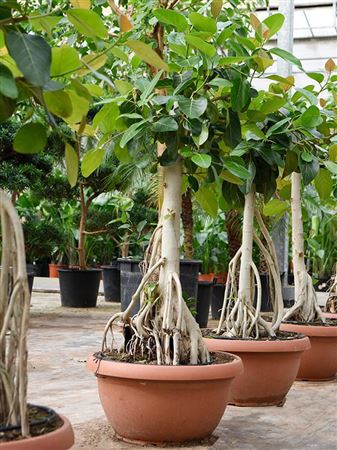 Ficus Benghalensis