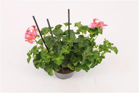 Pelargonium Pelt Decora Pink