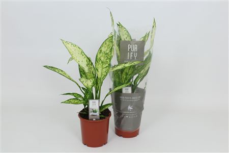 Dieffenbachia Vesuvius