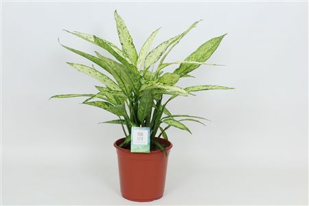 Dieffenbachia Vesuvius