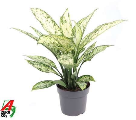 Dieffenbachia Vesuvius