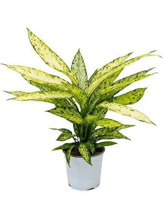 Dieffenbachia Vesuvius