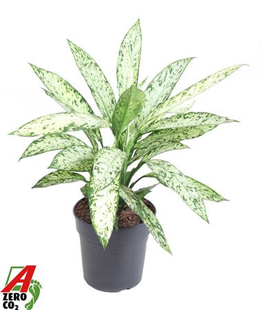 Dieffenbachia Vesuvius